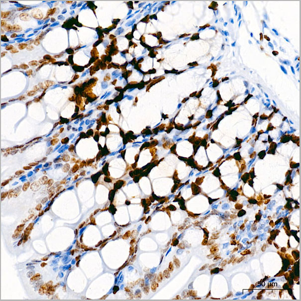 product-image-AAA28593_IHC7.jpg
