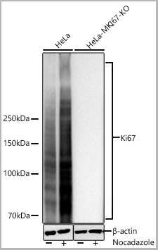 product-image-AAA28593_WB.jpg