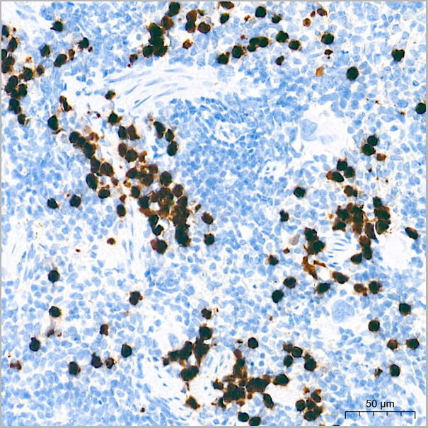 product-image-AAA28595_IHC6.jpg