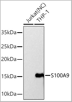 product-image-AAA28595_WB.jpg