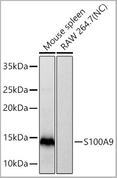 product-image-AAA28595_WB2.jpg