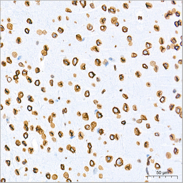 product-image-AAA28596_IHC5.jpg