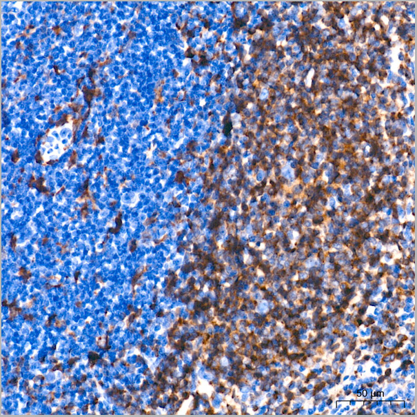 product-image-AAA28597_IHC2.jpg