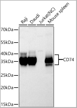 product-image-AAA28597_WB.jpg