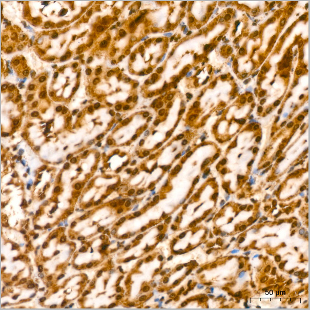 product-image-AAA28602_IHC7.jpg