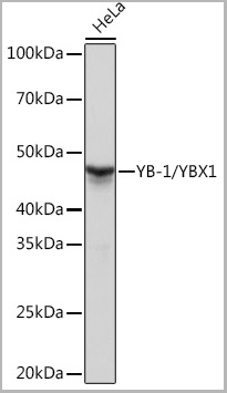 product-image-AAA28602_WB.jpg