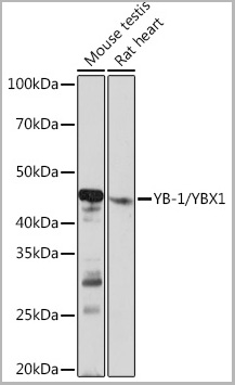product-image-AAA28602_WB2.jpg