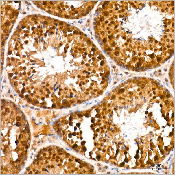 product-image-AAA28603_IHC5.jpg