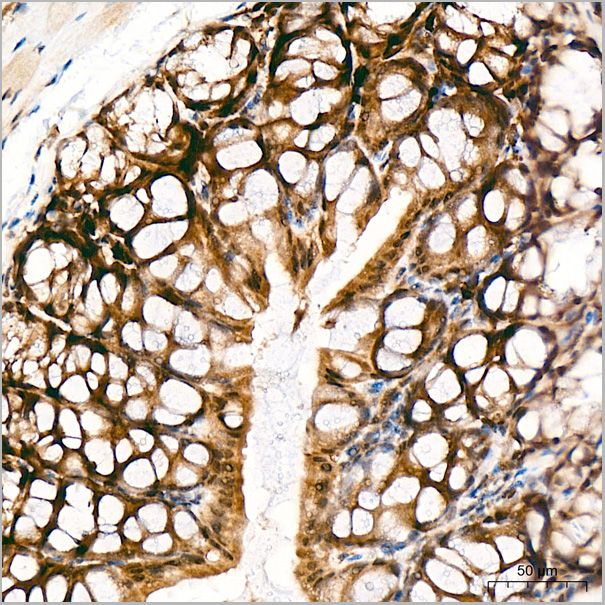 product-image-AAA28603_IHC7.jpg
