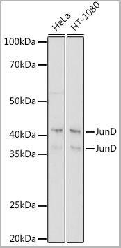 product-image-AAA28606_WB.jpg