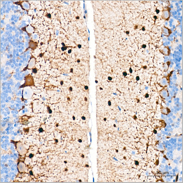 product-image-AAA28608_IHC5.jpg