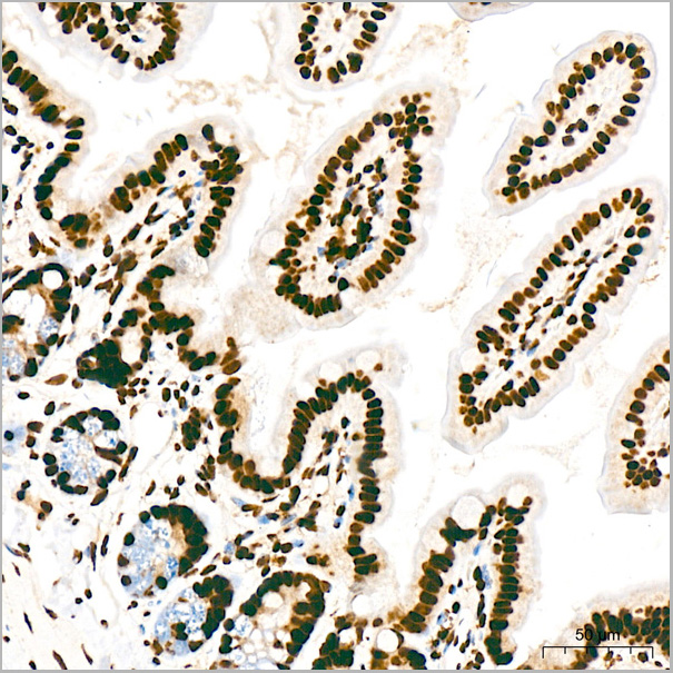 product-image-AAA28613_IHC3.jpg