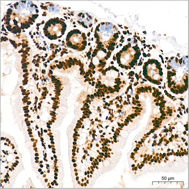 product-image-AAA28613_IHC4.jpg