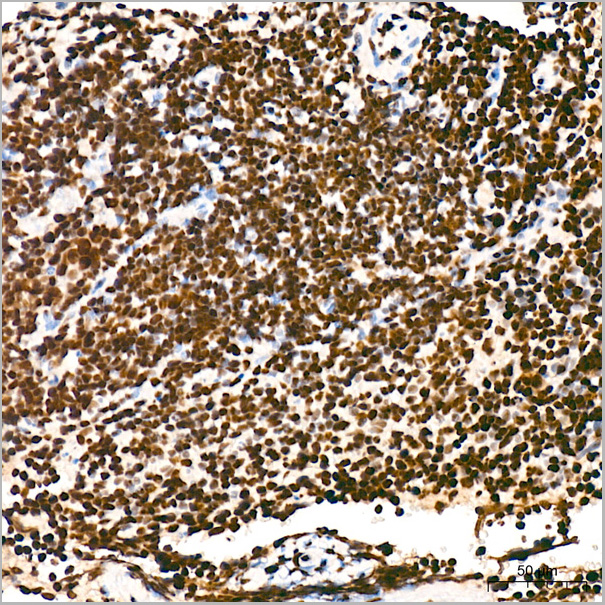 product-image-AAA28613_IHC5.jpg