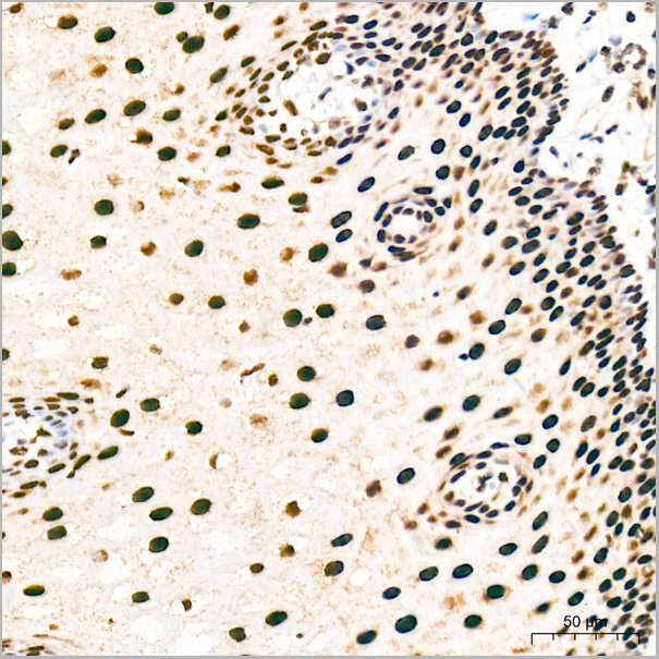 product-image-AAA28613_IHC8.jpg
