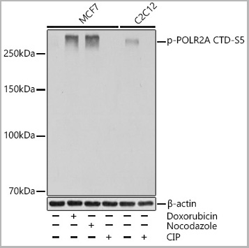 product-image-AAA28613_WB.jpg