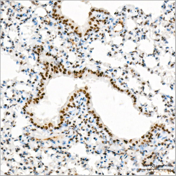 product-image-AAA28615_IHC6.jpg