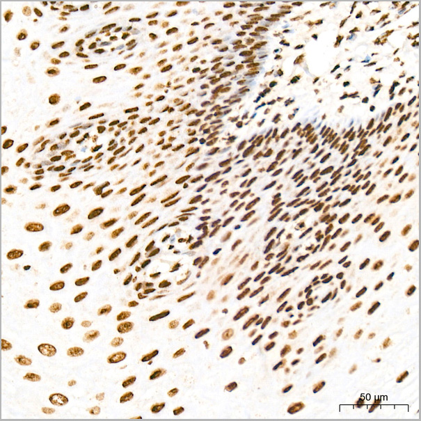 product-image-AAA28615_IHC7.jpg