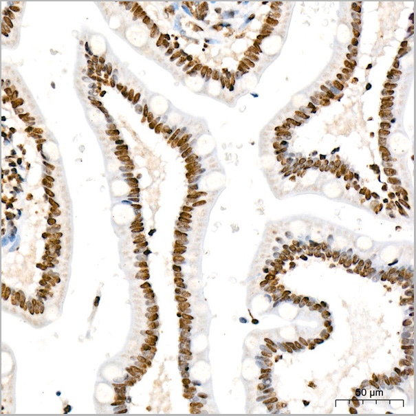 product-image-AAA28615_IHC8.jpg