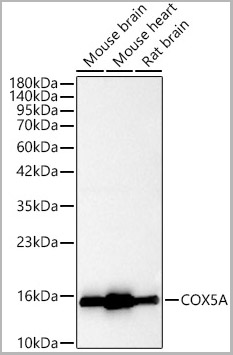 product-image-AAA28619_WB.jpg