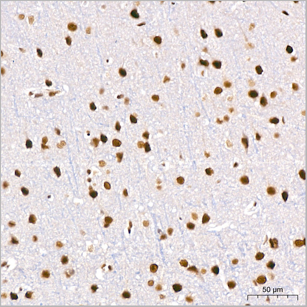 product-image-AAA28620_IHC4.jpg