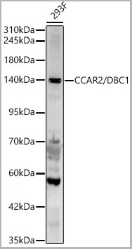 product-image-AAA28620_WB.jpg