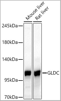 product-image-AAA28621_WB2.jpg