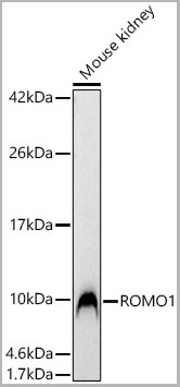 product-image-AAA28622_WB.jpg
