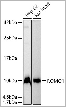 product-image-AAA28622_WB3.jpg