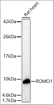 product-image-AAA28622_WB5.jpg