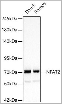 product-image-AAA28623_WB2.jpg