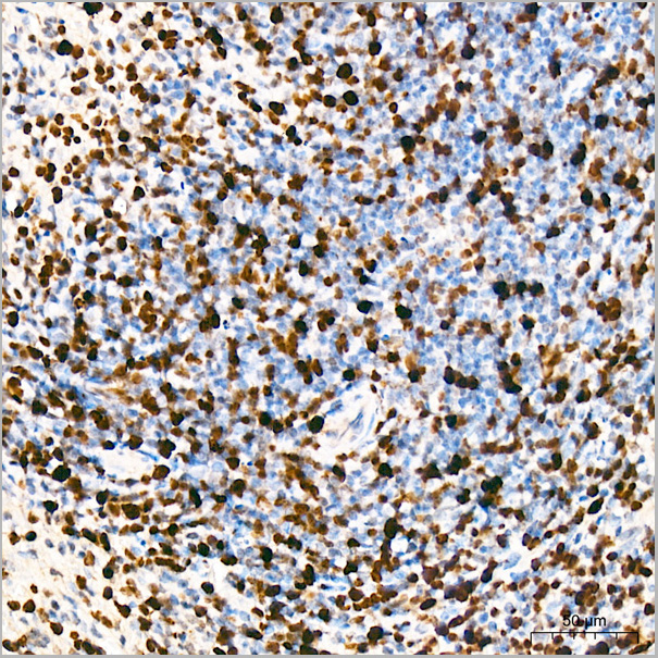 product-image-AAA28624_IHC5.jpg