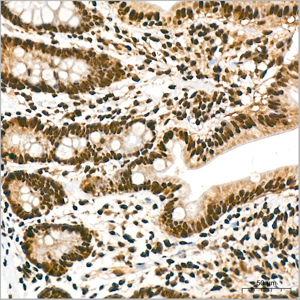 product-image-AAA28626_IHC4.jpg