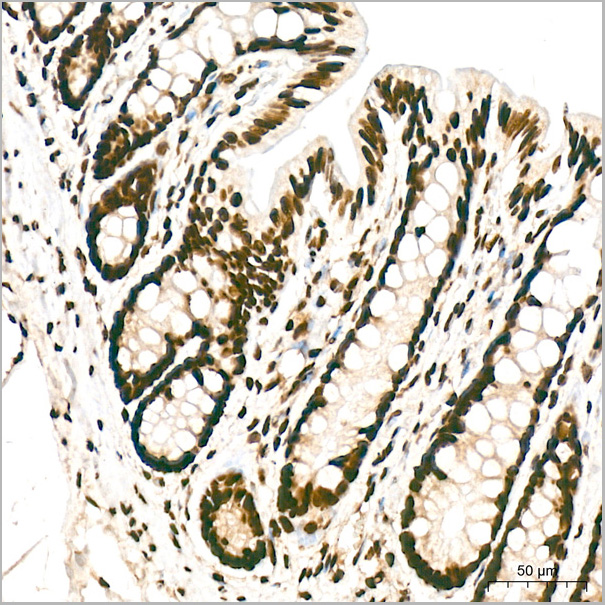 product-image-AAA28626_IHC5.jpg