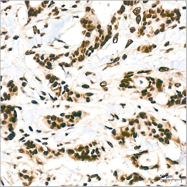 product-image-AAA28626_IHC6.jpg