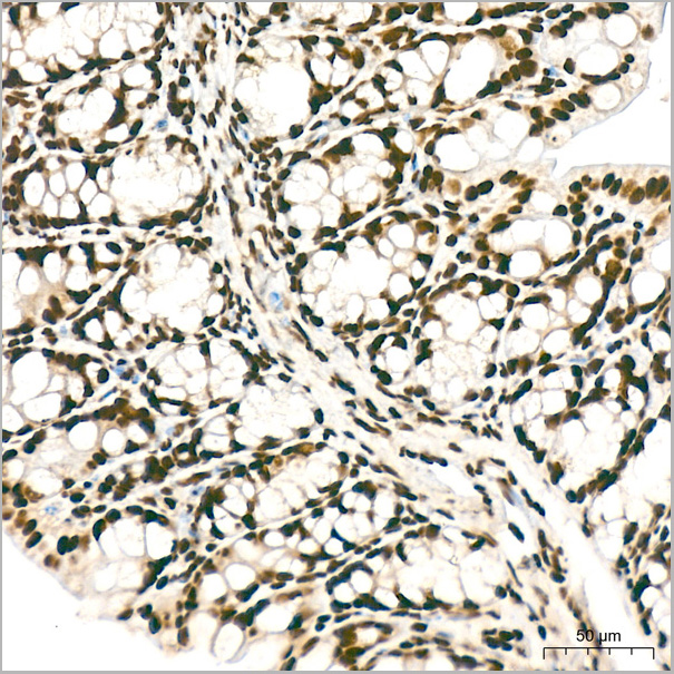 product-image-AAA28626_IHC7.jpg