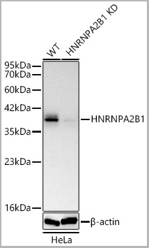 product-image-AAA28626_WB.jpg