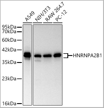 product-image-AAA28626_WB2.jpg