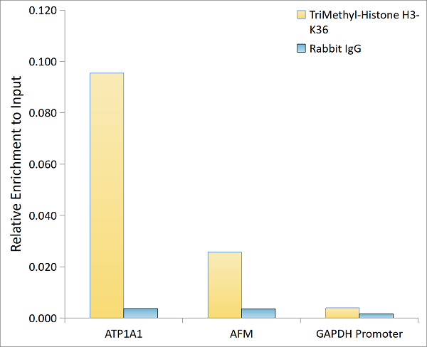 product-image-AAA28630_ChIP7.jpg