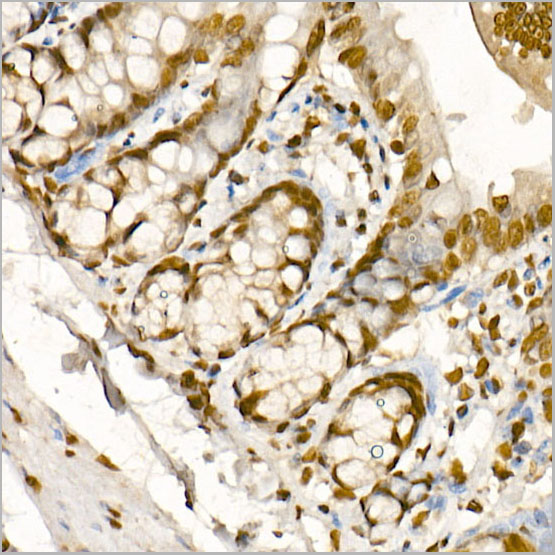 product-image-AAA28630_IHC4.jpg