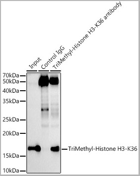 product-image-AAA28630_IP6.jpg