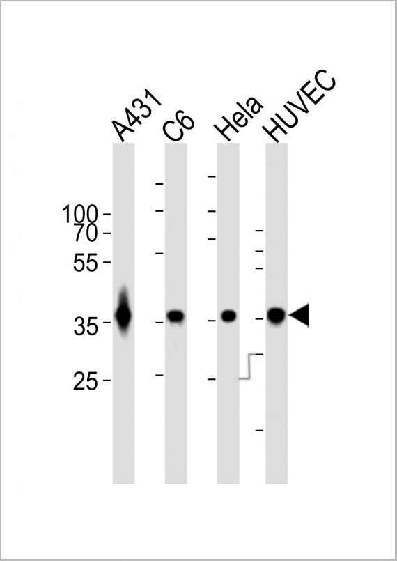 product-image-AAA28634_WB.jpg
