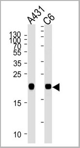 product-image-AAA28635_WB.jpg