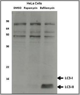 product-image-AAA28636_WB7.jpg
