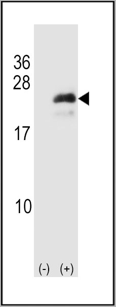 product-image-AAA28645_WB3.jpg