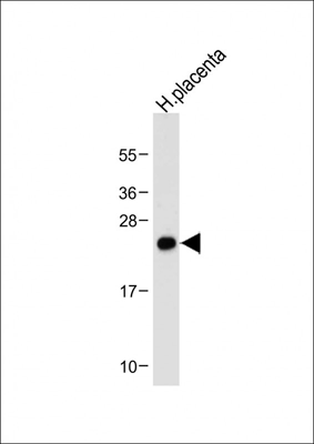 product-image-AAA28645_WB7.jpg