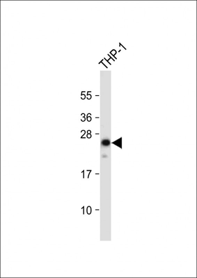 product-image-AAA28645_WB8.jpg