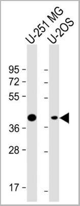product-image-AAA28654_WB3.jpg