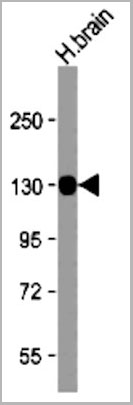 product-image-AAA28662_WB2.jpg