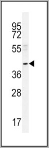 product-image-AAA28671_WB5.jpg